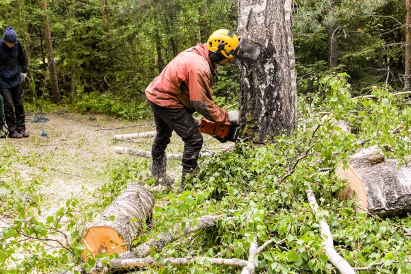 Professionellt jobb arborist. — Stockfoto