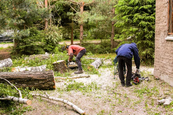 Trabajadores para remover árboles en partes . — Foto de Stock