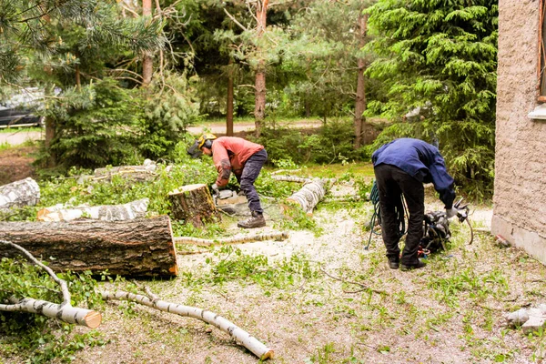 Trabajadores para remover árboles en partes . — Foto de Stock