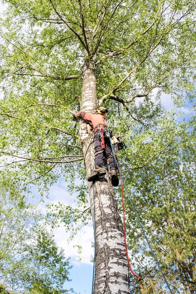 Arborista se fija en el árbol . — Foto de Stock