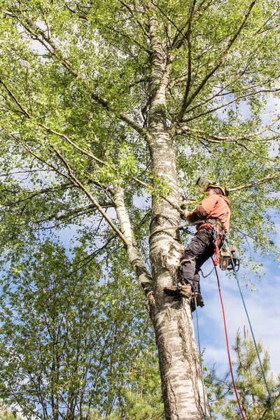 Arborista en el árbol . — Foto de Stock