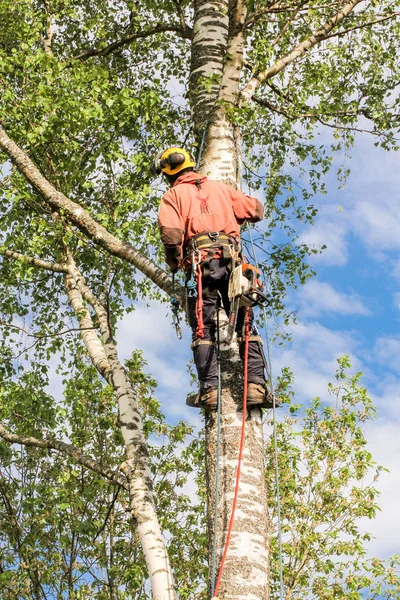 Baumpfleger in Ausrüstung am Baum. — Stockfoto