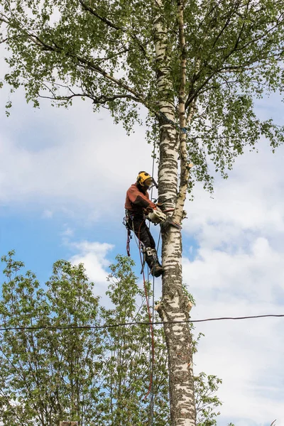 Sawing large branches chainsaw. — Stock Photo, Image