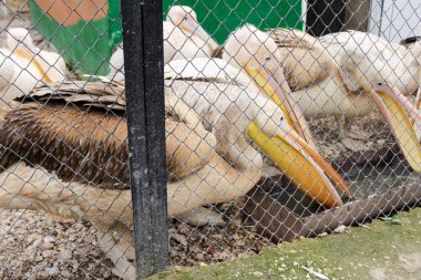 Çukurda bir grup pelikan.