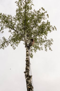 Bir adam ağaçta çalışıyor..