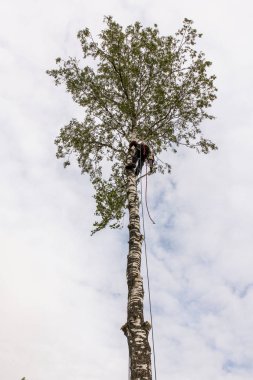 Adam dalları döker.
