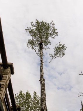 Ağaçtan uçan bir dal.