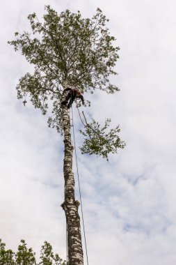 Bir adam ağaçtan dal döker..
