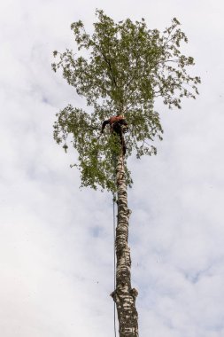 Ağaçta dalı olan bir adam..