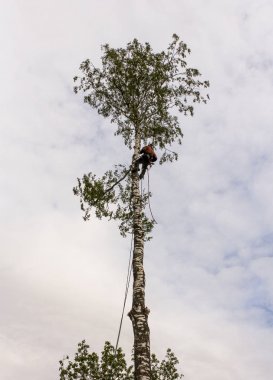 Gövdeyi dallardan temizleme.