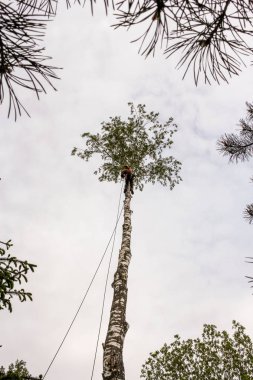 Bir ağacın üzerinde yüksek işçi.
