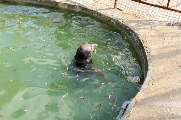 Seal se tient dans l'eau . — Photo