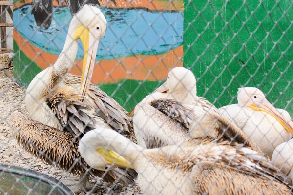 Pelikaner ren fjädrar. — Stockfoto