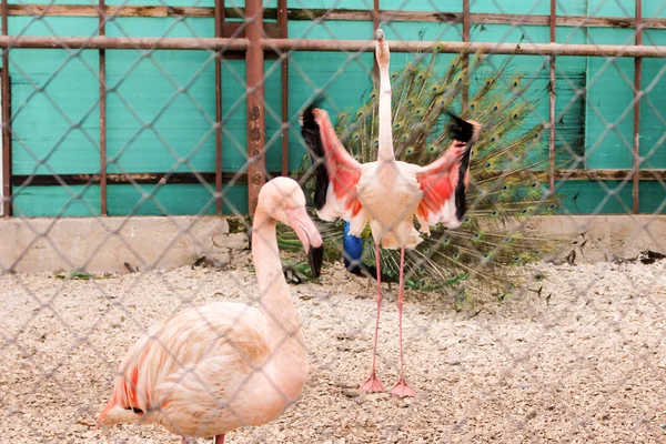 Flamingo med upphöjda vingar. — Stockfoto