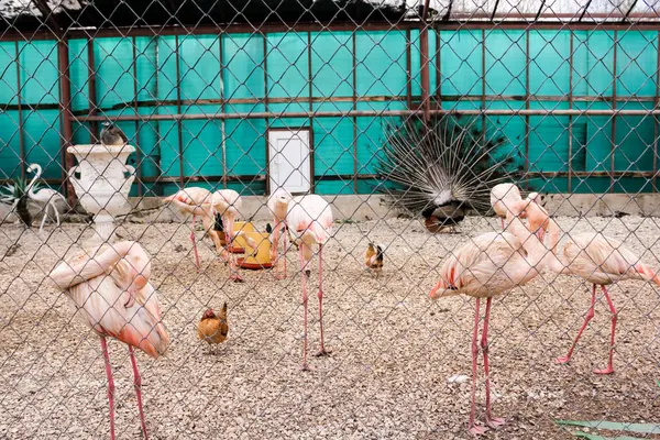 Aves detrás de la red . —  Fotos de Stock