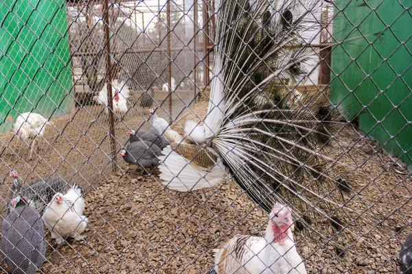 Different birds in a cage. — Stock Photo, Image