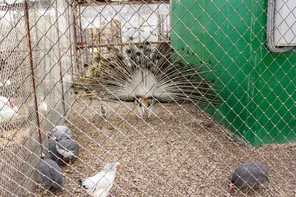 Olika fåglar i en bur. — Stockfoto