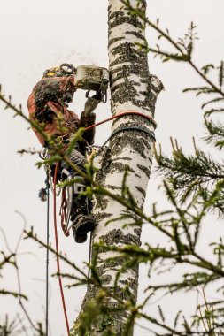 Profesyonel iş arborist.