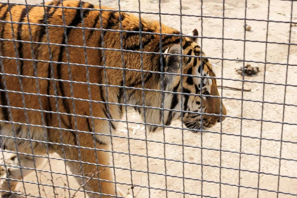 Tijger achter de tralies. — Stockfoto