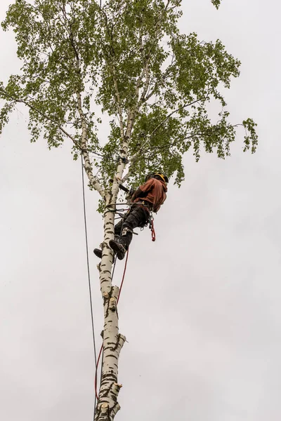 Der Baumpfleger arbeitet als Säge. — Stockfoto