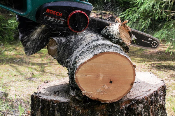 Cortar un tronco de árbol con una sierra eléctrica en un muñón . — Foto de Stock