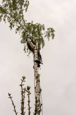 Arborist halatı şubeye sabitler.