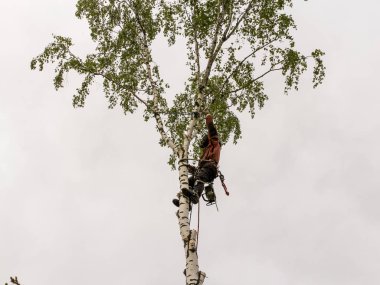Arborist bir huş ağacının üstünde çalışır.