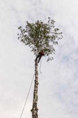 Ağacın tepesinde çalışın.