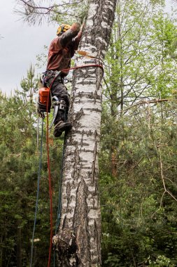Arborist bir huş gövdesi üzerinde çalışır.