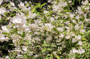 Yasemin çalı çiçekleri.
