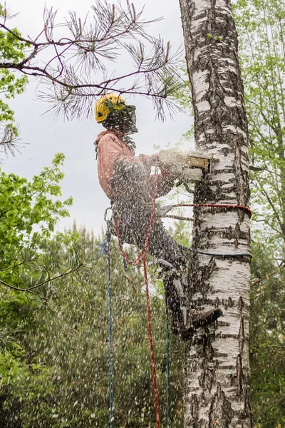 Arborista en una nube de serrín . — Foto de Stock