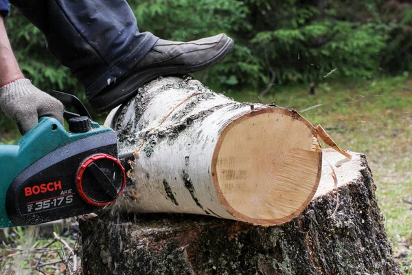 Cortar un tronco de árbol con una sierra eléctrica en un muñón . — Foto de Stock