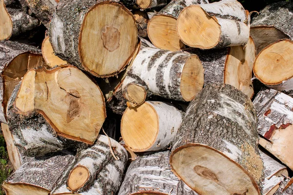 Calcetines de abedul aserrados . — Foto de Stock