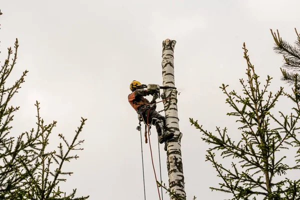 The arborist works on a birch trunk. 
