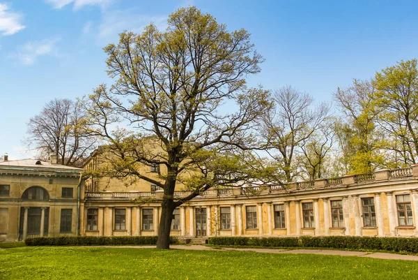 Arbre sur la pelouse près du bâtiment . — Photo