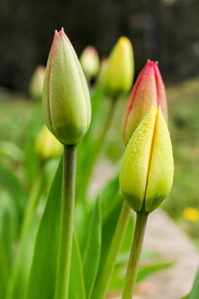 Ridge of tulip buds. — Stock Photo, Image