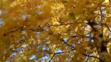 Sarı huş rüzgarda.