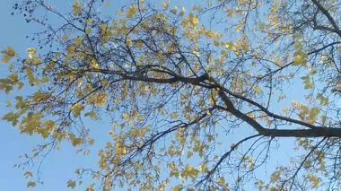 Rüzgarda sarı yapraklı dal.