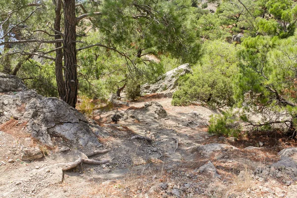 Forest on the slope. — Stock Photo, Image