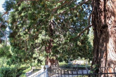 Eski çamların büyük dalları.