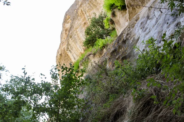 Plants on a stone rock. — Stock Photo, Image