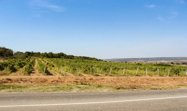 Vineyards on the road. — Stock Photo, Image