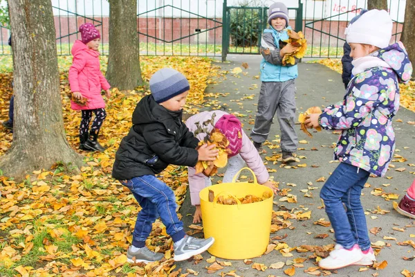 Дети кладут желтые листья в контейнер . — стоковое фото