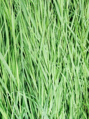 yağmur sonra otlar.