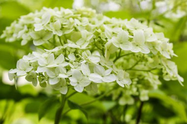 Yeşil ortanca şapkası. Yazın doğa ve bitkiler.