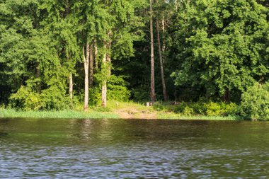 Nehrin kıvrımındaki orman. Volkhov Nehri kıyısında doğa.