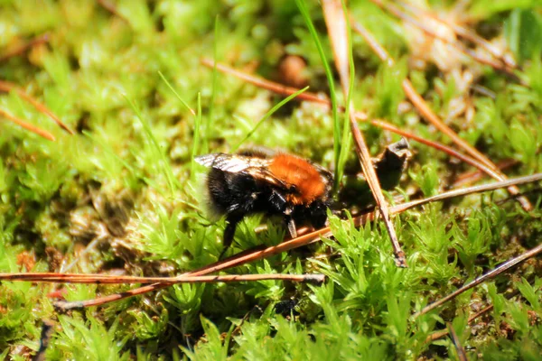 Bumblebee Musgo Natureza Plantas Verão — Fotografia de Stock