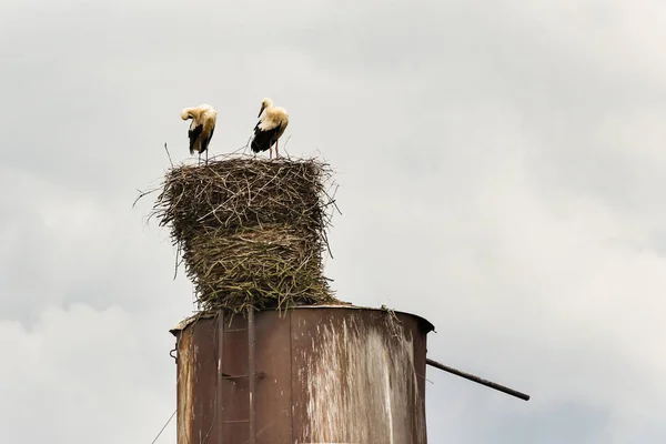 A nest with storks on an old water pump. Storks in the wild.