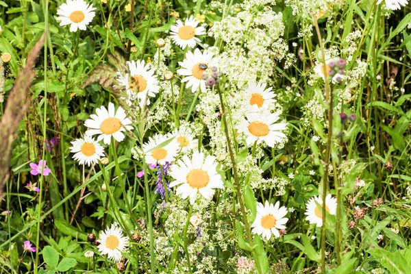Field Daisies Grass Nature Plants Summer — Stock Photo, Image