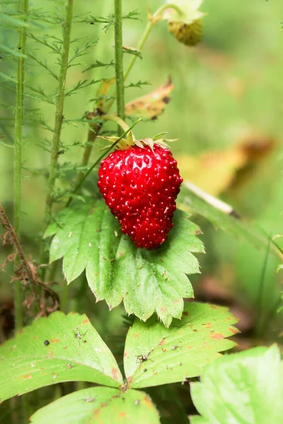 Μούρα Από Άγρια Φράουλα Στο Γρασίδι Φύση Και Φυτά Καλοκαίρι — Φωτογραφία Αρχείου